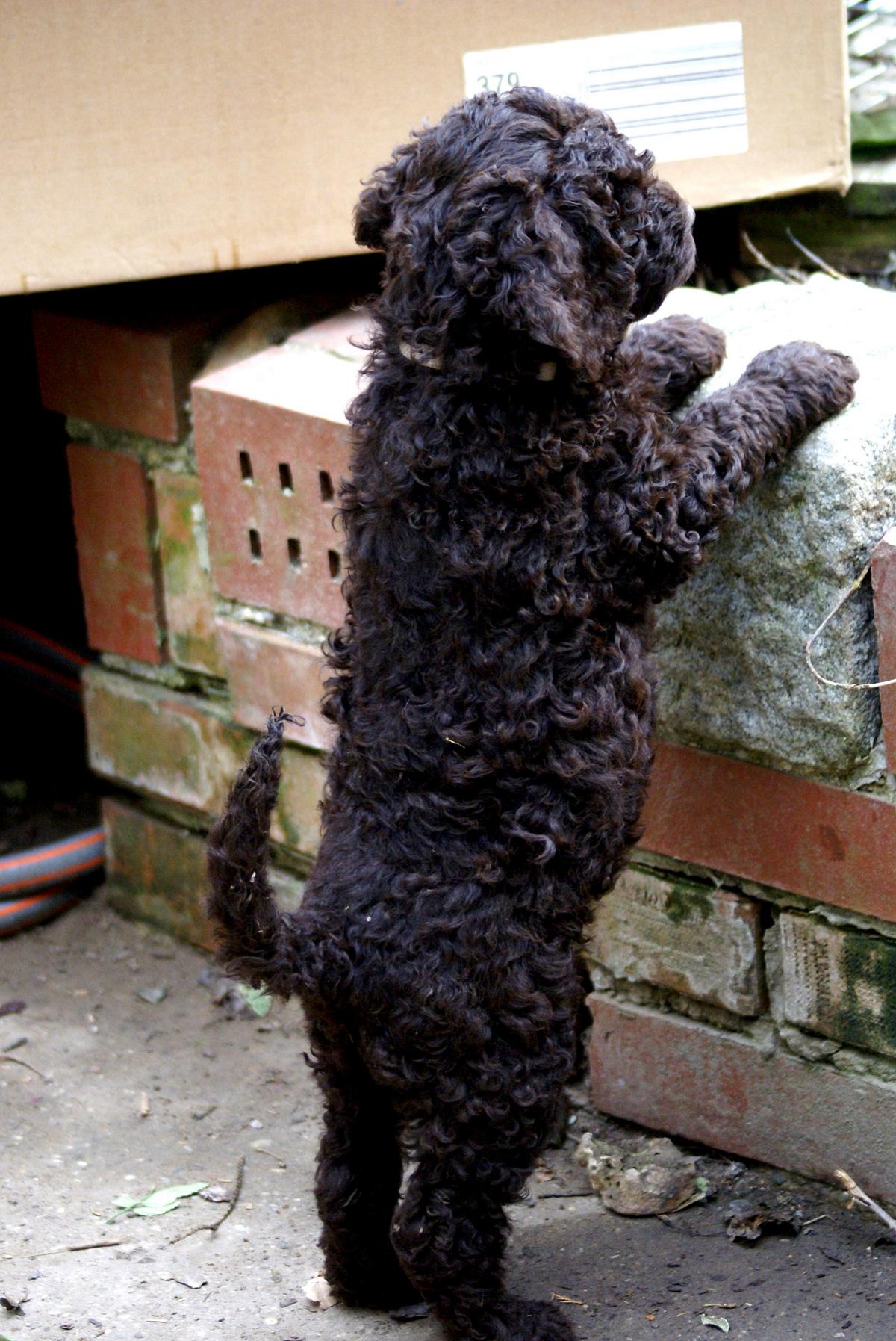 australian labradoodle